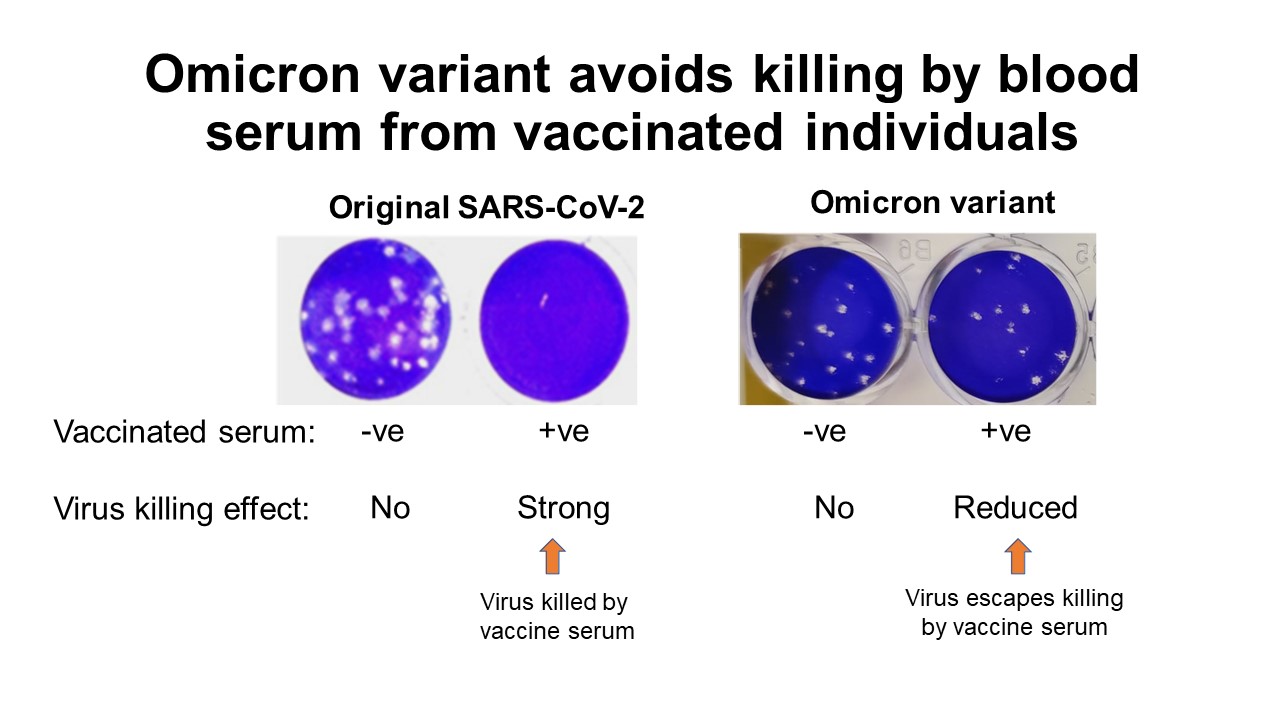 Omicron variant avoids killing by blood serum from vaccinated individuals
