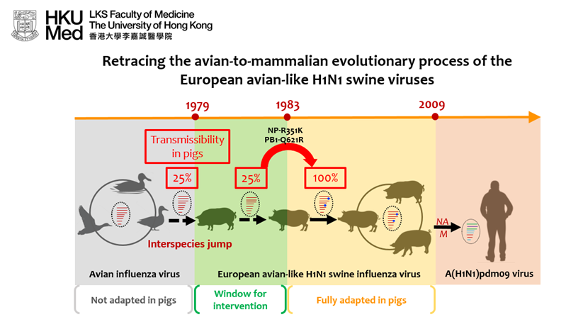 HKUMed uses ancestral sequence reconstruction to reveal the evolutionary adaptations that enable avian influenza viruses to transmit in mammalian hosts